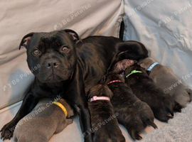 Beautiful Staffordshire Bull Terrier Puppies &mdash; 2 Boys, 2 Girls