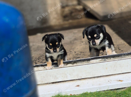 Chihuahua x jack