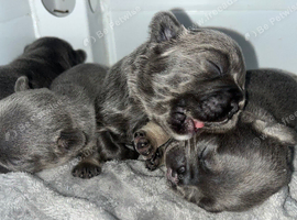 Kc Registered French Bulldog puppies