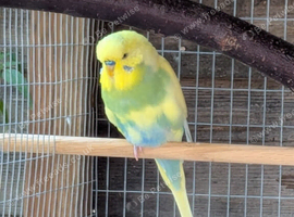 2 young adult budgies