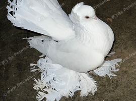 Male omski pigeon for sale