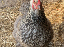 Brahmas,Pekin bantams and USA silkies available