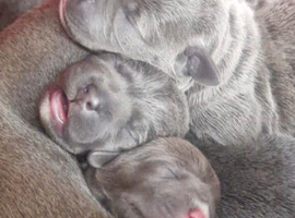Blue & Blue Brindle Chunky Pups