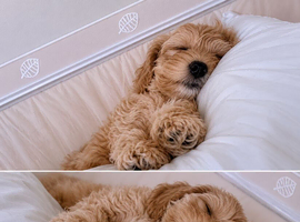 1 miniature cockapoo puppy ready to leave!