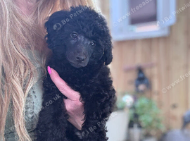 Poodle puppies , rare apricot and jet black