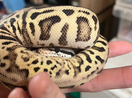 Leopard spotnose ball python