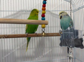 Pair of Budgies