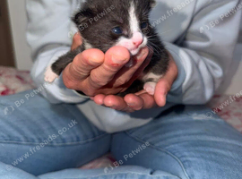 Kittens looking for forever home