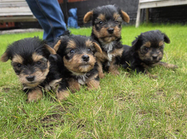 Yorkshire terrier biewer puppies for sale