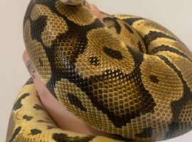 Adult Male Royal Python