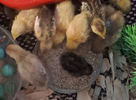 Button quail