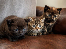 Persian Cross Kittens for Sale