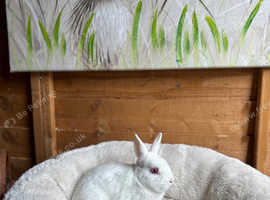 REW male Netherland dwarf
