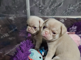 Pink panda and black pug puppies for sale