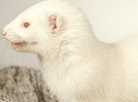 Ferrets