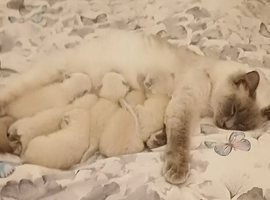 2 male ragdolls