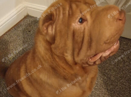 Shar pei fully outdoor trained