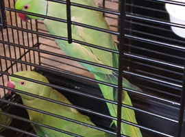 Pair of Indian ringnick