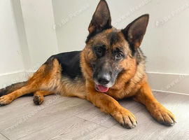 Female German shepherd need gone asap