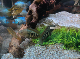Rainbow cichlids
