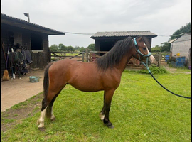 Stunning 2yo Welsh Section A colt