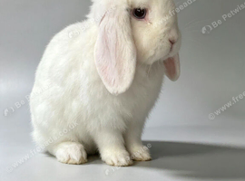 Minilop young adults proven or for pet