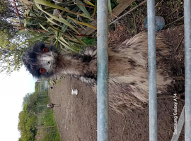 Emus