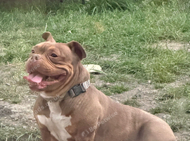 Pocket bully