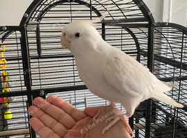 Male albino cockatiel
