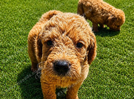 Gorgeous Labradoodle puppies