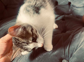 2 kittens for sale need gone asap 16weeks old