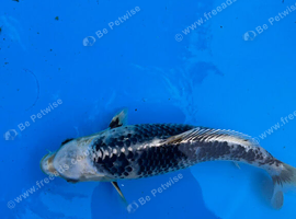 8 Koi For Sale, 14 months old
