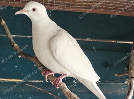 4 young java doves (white)