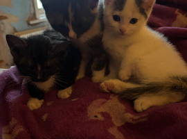 3 gorgeous grey, white & black Calico kittens