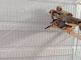 2026 zebra finches
