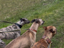 Saluki greyhound