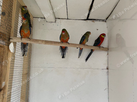 Stanley rosellas