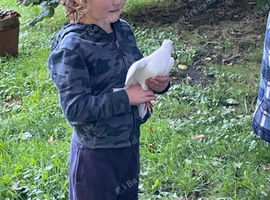 Garden doves for sale