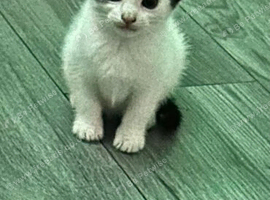 6 weeks old kittens
