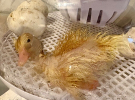 2 cherry valley ducklings
