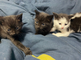 3 adorable kittens