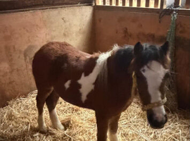 7 month old Welsh x cob filly