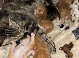 Kittens for sale