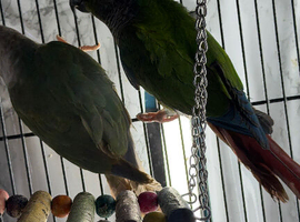 Baby&rsquo;s green cheek conure