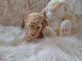Beautiful cockapoo puppies for sale