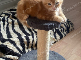 3 shorthaired kittens for sale