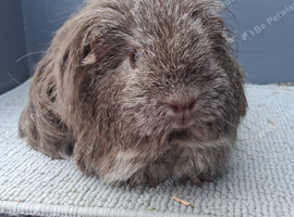 Two sheltie guinea pigs