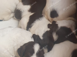 Beautiful English springer spaniels
