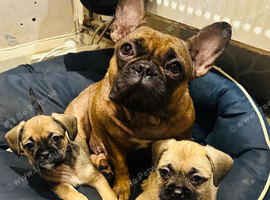 Beautiful puppies French bulldog X Shih Tzu