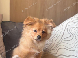 Pomchi age 6 months for sale- Charlie